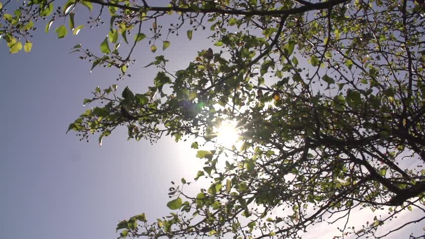 Sun shining over some tree branches on a clear day