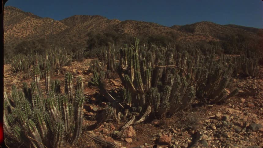 Cactus growing in the desert with mountains in the distance
