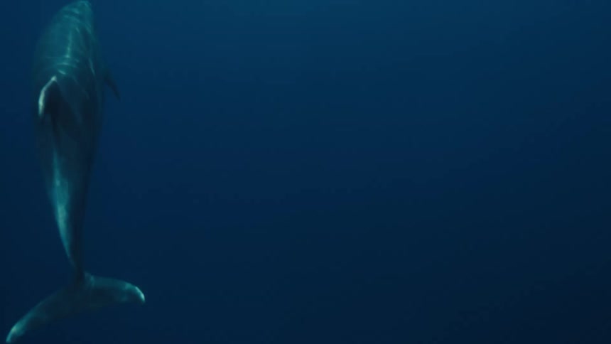 A school of fish swims deep under the ocean moving toward the surface at midday