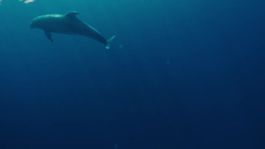 The dolphin swims in the rough waters