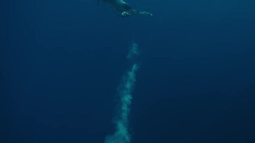 This underwater video captures a marine mammal likely a dolphin or whale swimming down into the dark blue depthsas the animal descends it leaves a distinct long trail of white air bubbles streaming out from its body highlighting its path in the wa