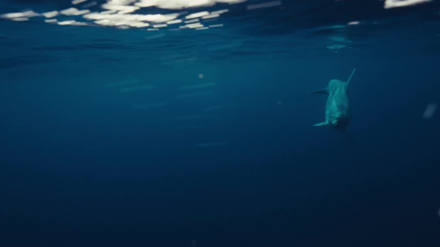 A dolphin swims below the water surface the animal descends into the dark blue ocean the water surface ripples above the animal bubbles float around