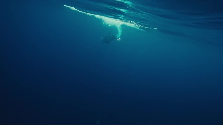 A dolphin is swimming under water and the camera appears to be submurged to view the shot