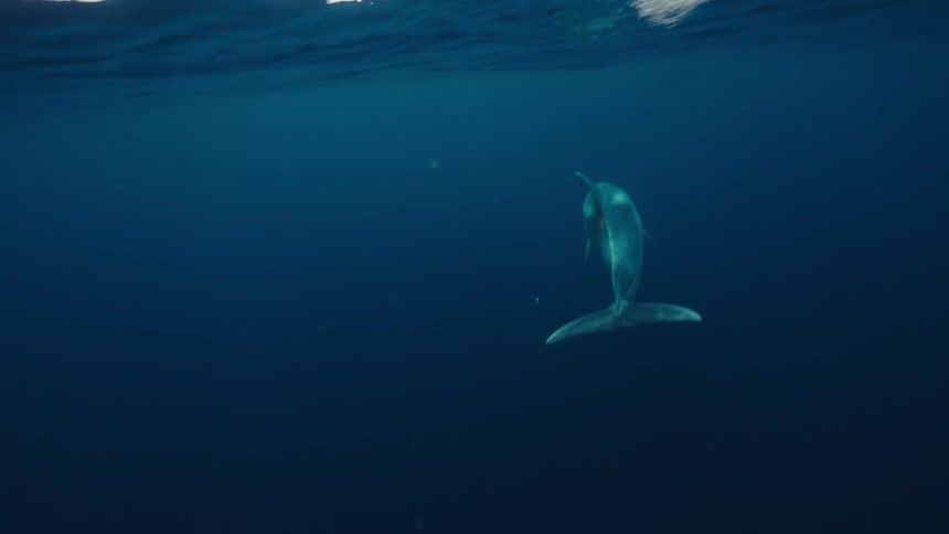 The dolphins swim underwater together