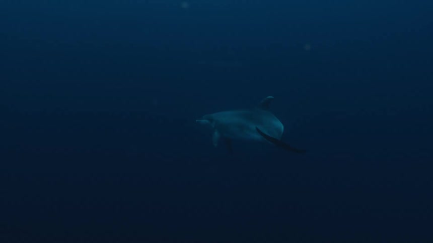 Dolphin swimming in the depths of the blue ocean