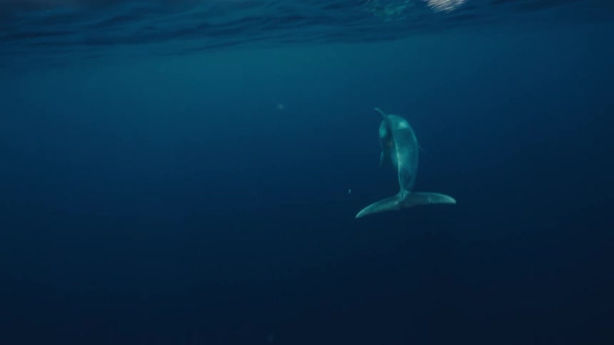 Dolphins swimming underwater in a sea during daytime