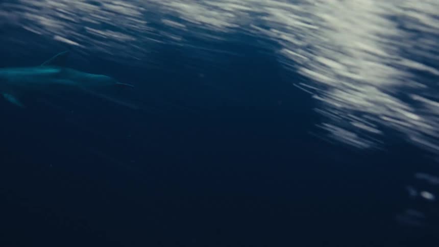 Dolphins gliding together in the depths of the ocean