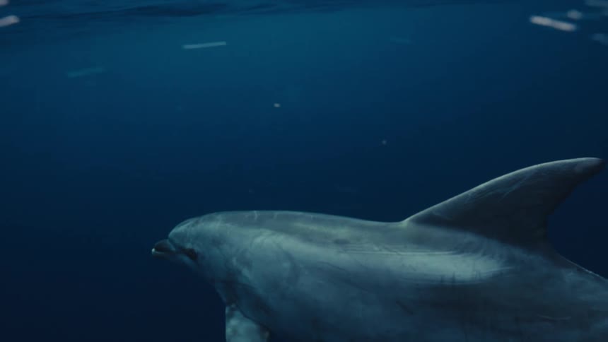 This underwater footage features a dolphin swimming gracefully in the dark blue ocean captured in a profile view from beneath the surfacethe dolphin is occasionally obscured by the turbulent white foam and bubbles near the waters surface indicatin