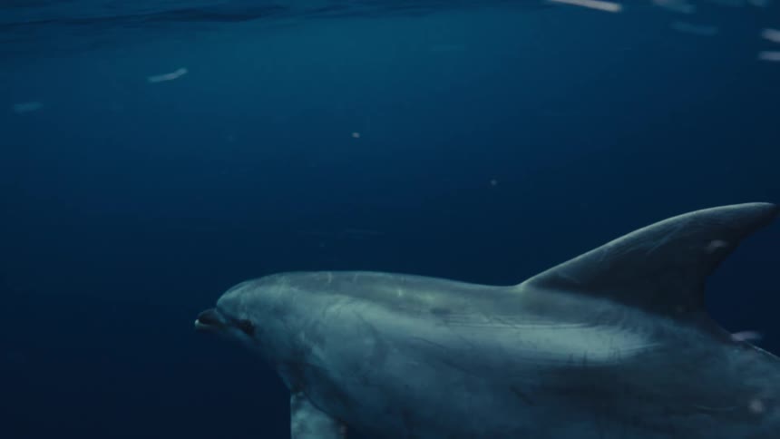 The dolphin swims in the blue water