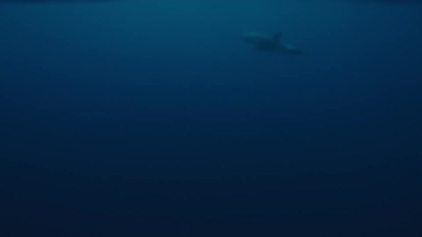 This underwater shot features a large majestic dolphin with a dark back and white underside swimming across the frame in the deep blue oceanthe whales tail is visible as it moves and the animal is surrounded by a continuous cloud of tiny white air
