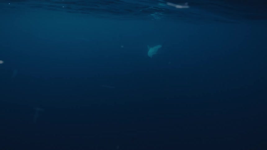 The dolphin swims in the distance underwater