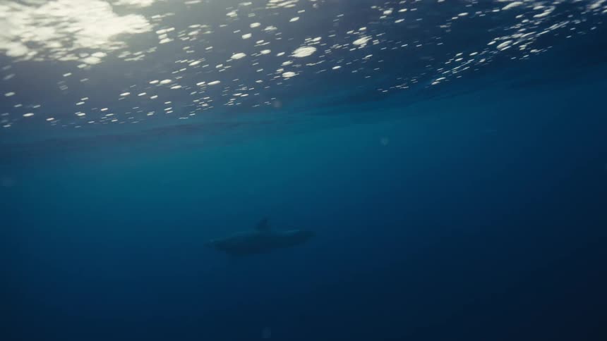 Dolphin swimming near the sunlit surface of the sea