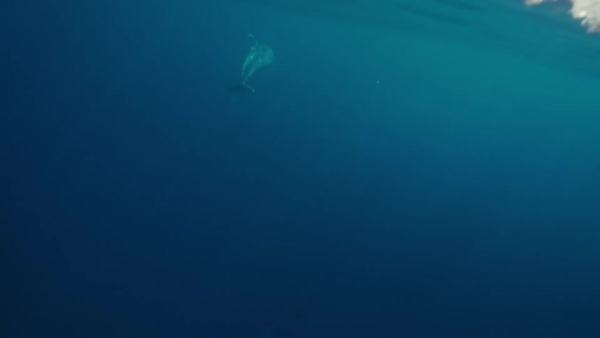 The camera quickly moves from a bright cloudlike surface into deep clear blue water where a single dolphin is momentarily visible swimming down and away into the dark blue depths of the ocean