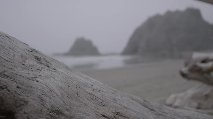 Dead tree trunks are on the beach
