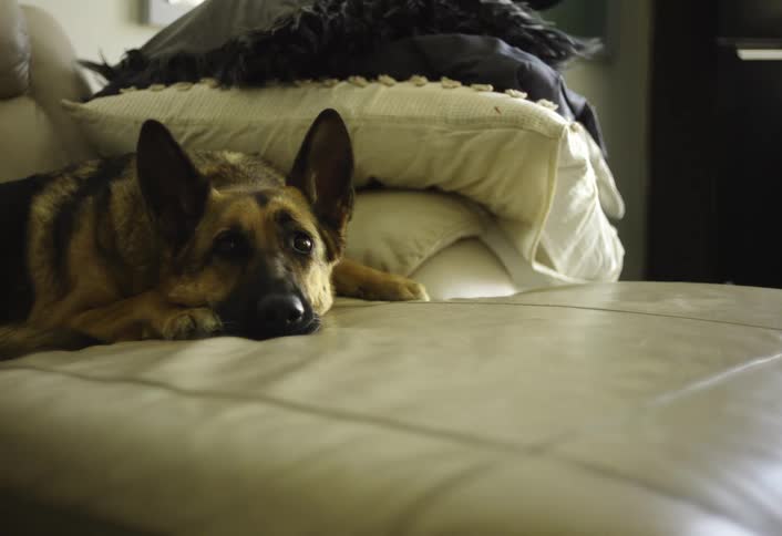 A german shepherd dog with tan and black fur is lying calmly on a beige leather couch next to several pillows in a dimly lit living room