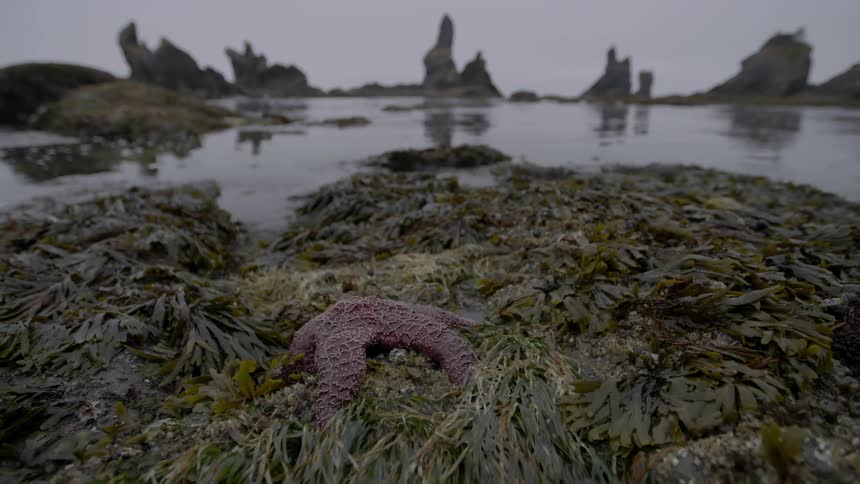 A starfish sits amongst seaweed