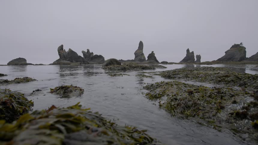 Ocean water flows over seaweed
