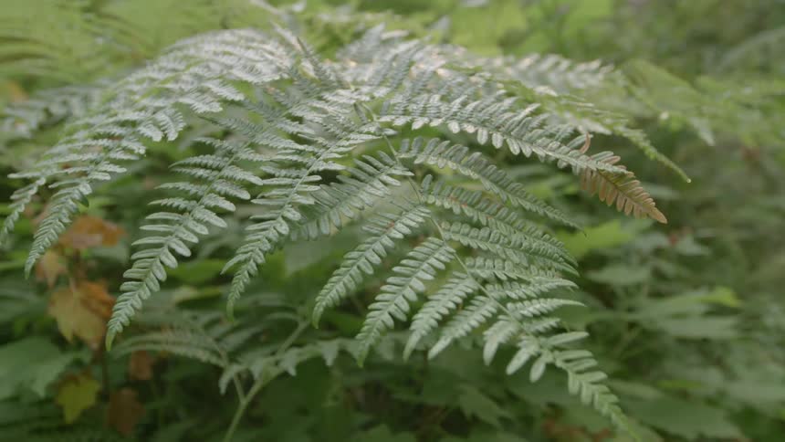 Leaves in nature during the day