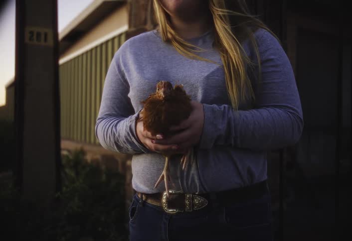 A closeup shot focuses on a persons torso and hands as they gently hold a small reddishbrown chicken the person is wearing a gray longsleeved shirt blue jeans and a belt with a large silver buckle
