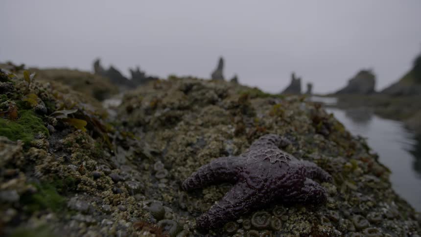 A starfish is on the rocks by the water