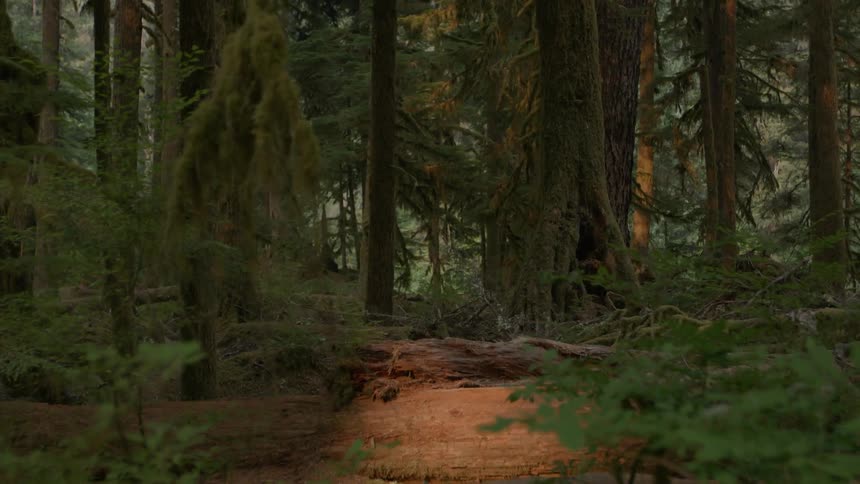 View of woods at sunrise