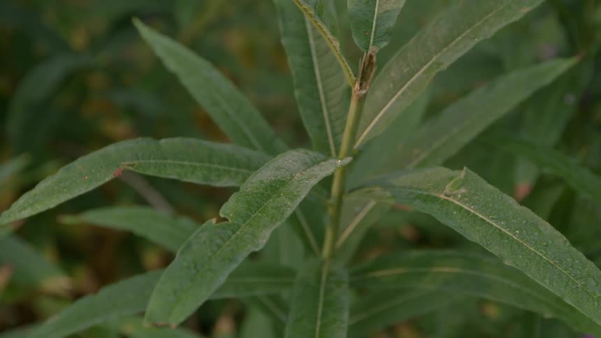 Close up of leaves in nature