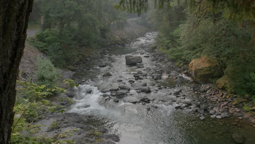 A rocky stream flowing through the woods