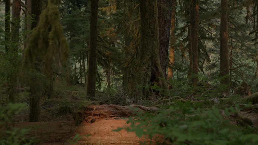 A dirt path in the woods