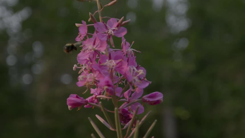 A fat bumblebee on a purple flower bunch