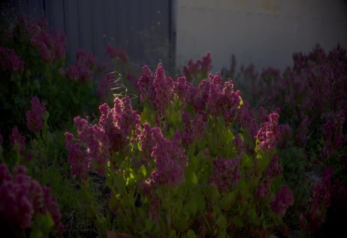 Flowering plants wave in the breeze in the garden near a building during the summer day