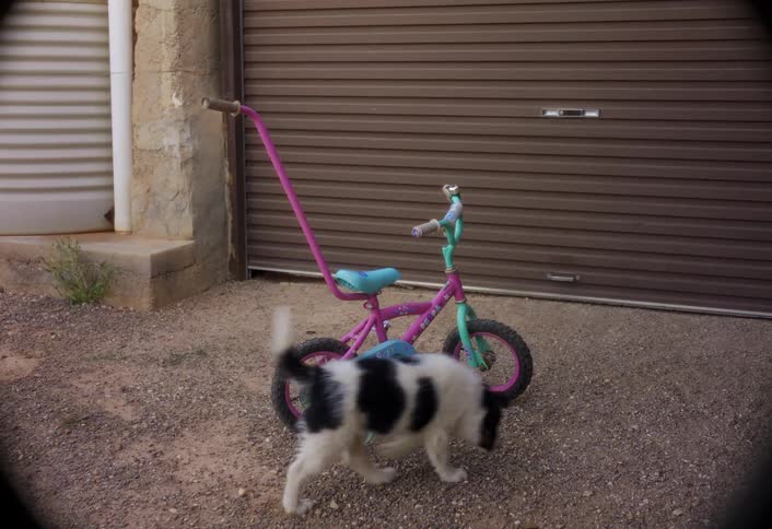 A small black and white dog wanders into the frame sniffs around a pink childs bicycle parked on a gravel driveway and then walks out of view