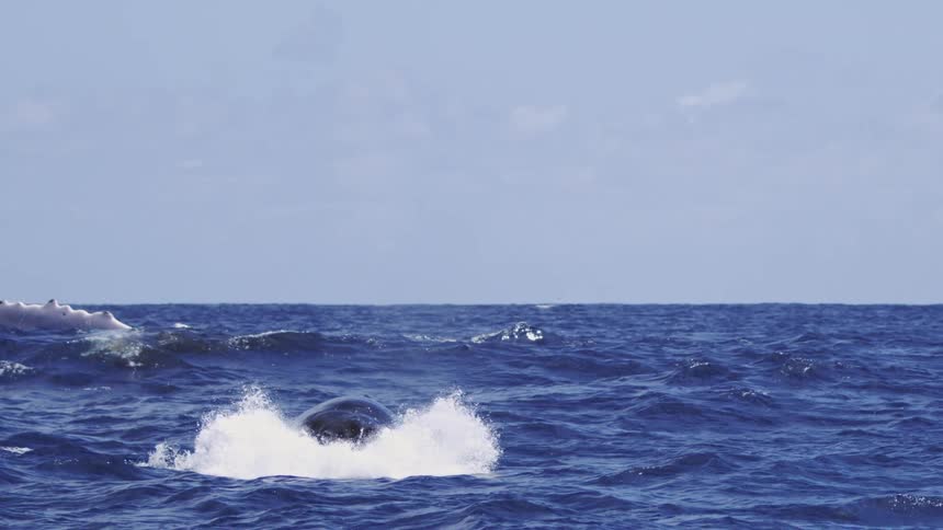 A humpback whale breaches the dark blue ocean waters on a sunny day creating a large dramatic splash before submerging its head and raising a white flipper high into the air