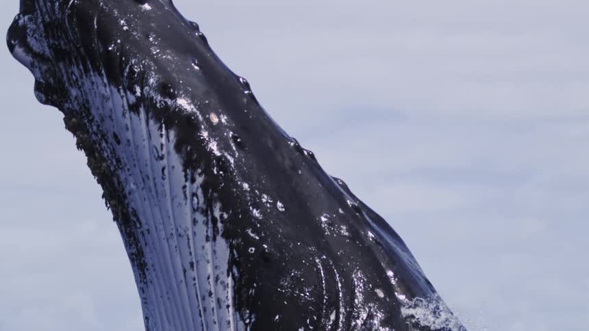 A majestic humpback whale breaches the deep blue ocean rotating downward to reveal the ribbed white underside of its jaw as it crashes back into the water with a massive burst of white spray