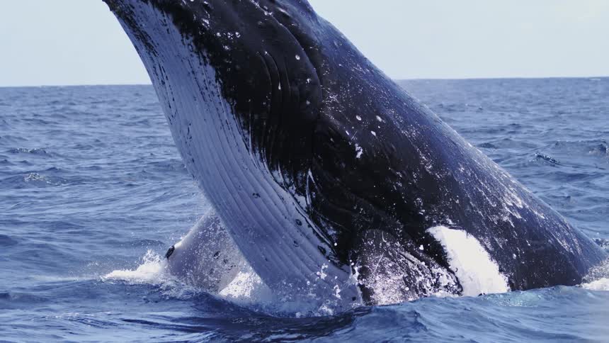 An enormous whale breaches straight up out of the ocean water