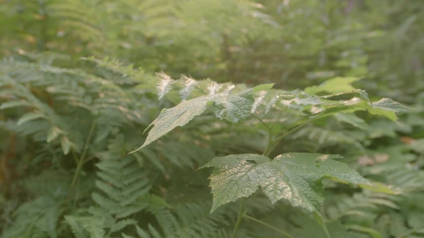 Close up of leaves on a sunny day