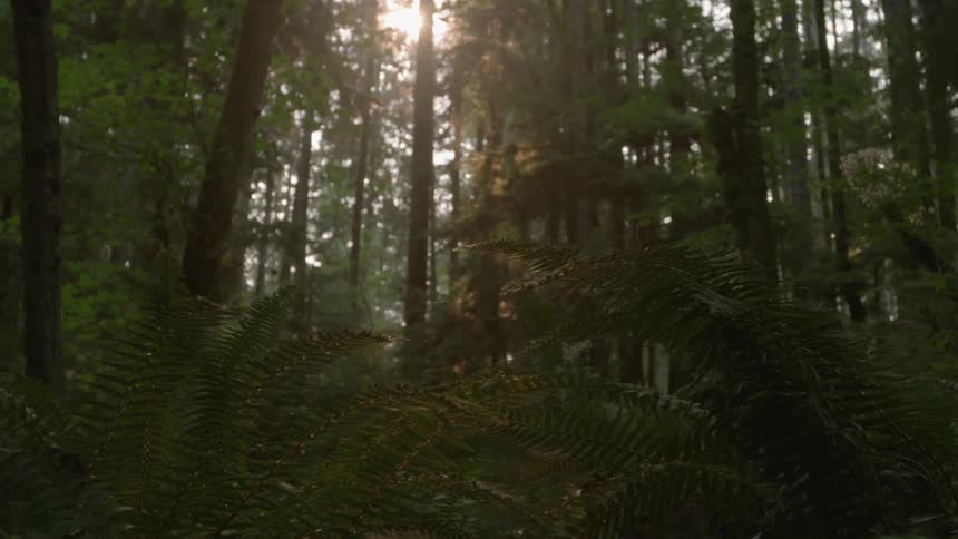 Sun and sky are visible through the forest trees