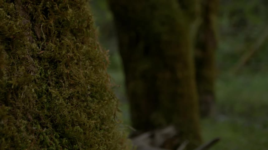 Close up of moss on a tree trunk