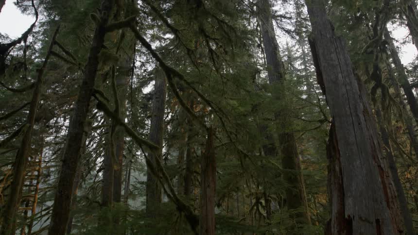 Tall green trees stretch up to the sky