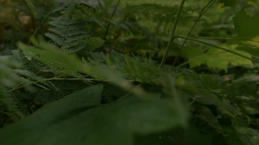 Ferns and plants in a forest