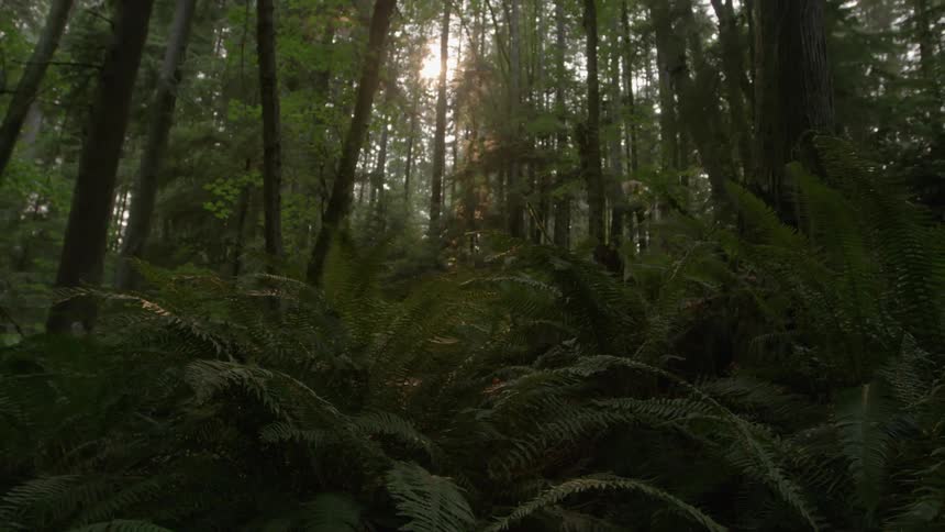 The forest has hills with many rocks