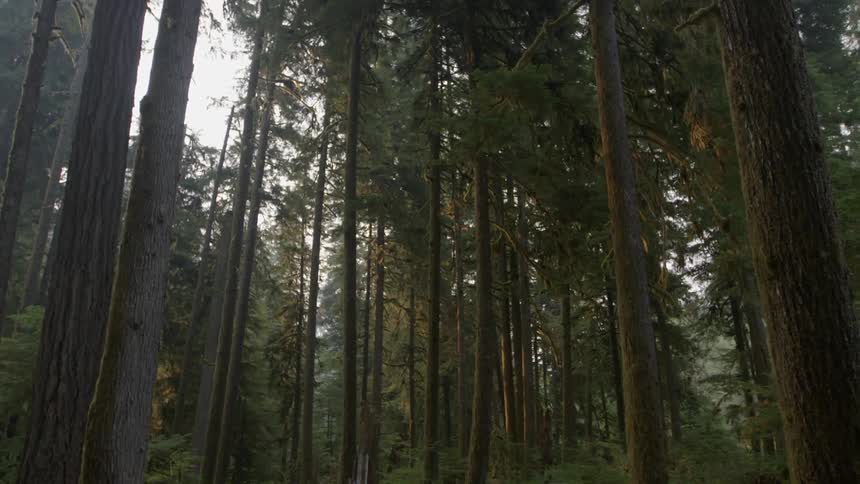 Tall forest trees tower overhead