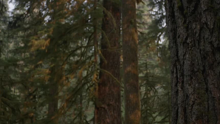 Trees grow in the woods