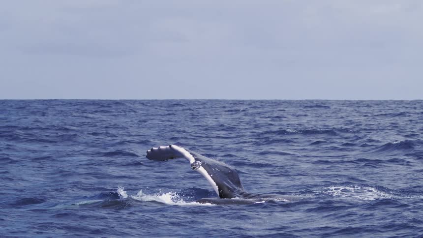 A whale rising out of the oceanits large dark tail fluke rises high into the air remains vertical for several seconds and then gracefully plunges back down creating a huge splash as the whale dives beneath the waves