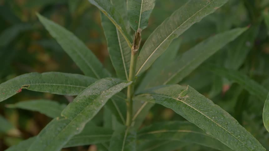 A green leafy plant