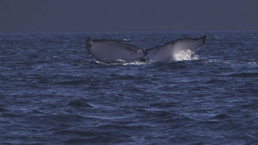 The distinctive black and white tail flukes of a humpback whale rise high out of the deep blue ocean water and then disappear beneath the surface with a distant treeline visible in the background
