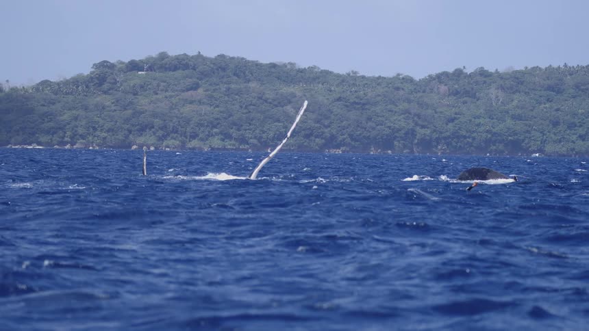 A whale swims at the surface of the ocean with a shoreline covered in green vegetation in the background at midday