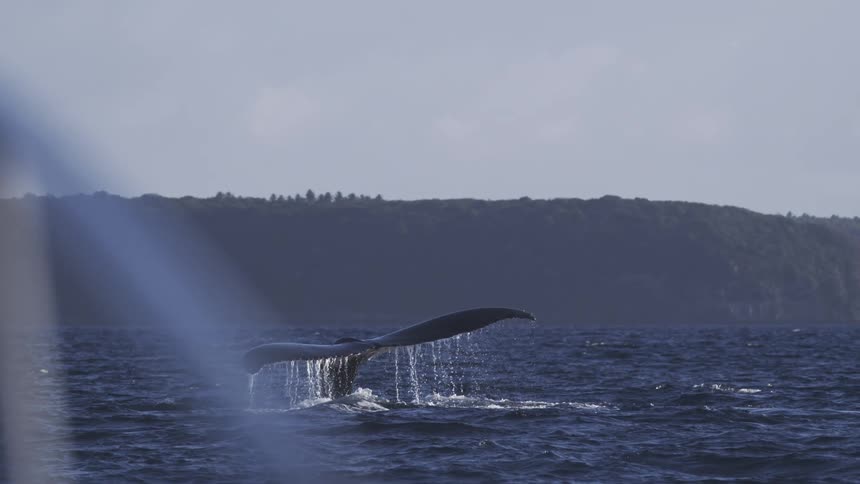 A whale in the ocean flaps its tail above the water surface near the shoreline at midday