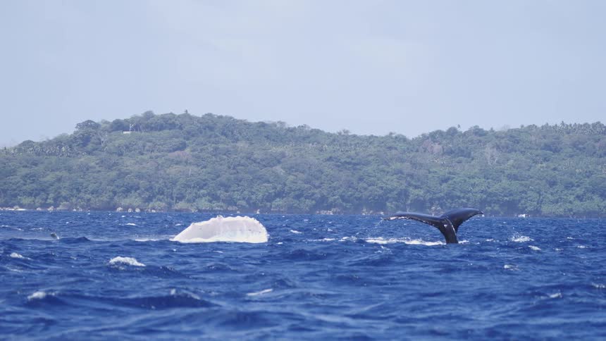 The whale swims at the surface of the water