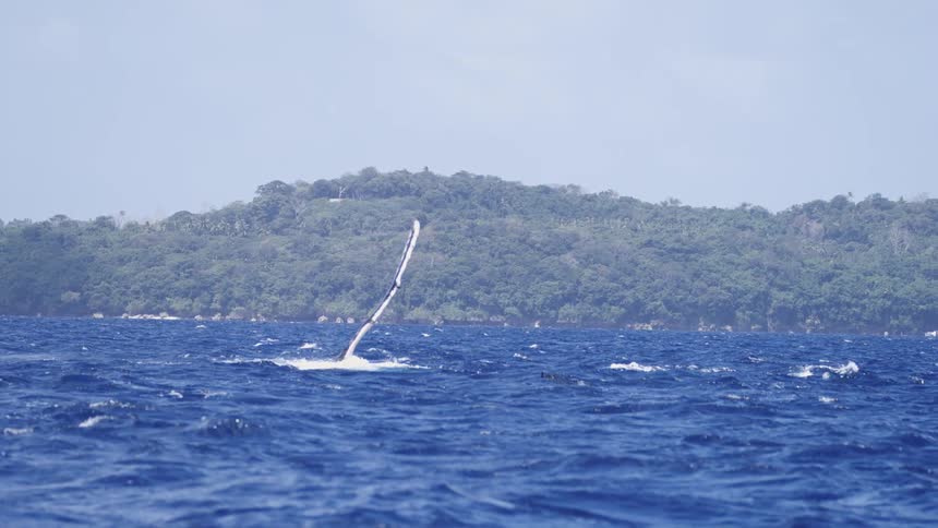 A long black and white humpback whale flipper rises high out of the deep blue ocean water and falls back down followed by a dark whale back near the surface against a tropical forested island background