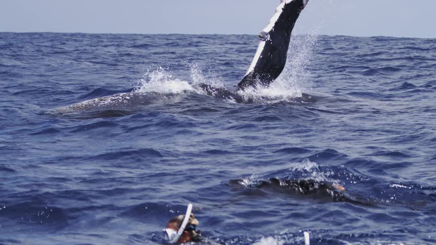 This video captures an intimate encounter with a humpback whale as its massive black and white pectoral fin emerges vertically from the deep blue water quite close to several people snorkeling or swimmingthe fin slowly descends showcasing the imm